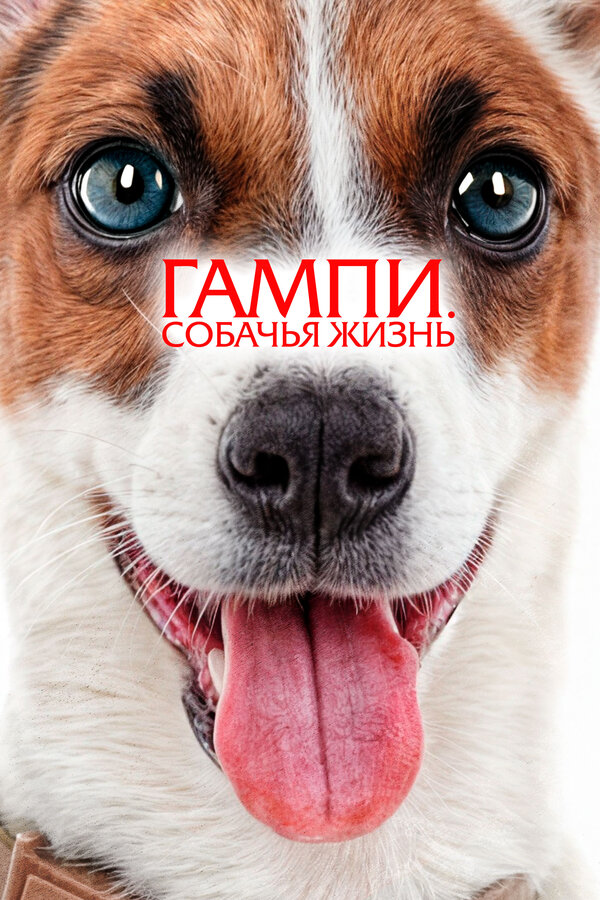 Постер: Гампи. Собачья жизнь (2024)